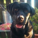 Auf den Führhund gekommen!